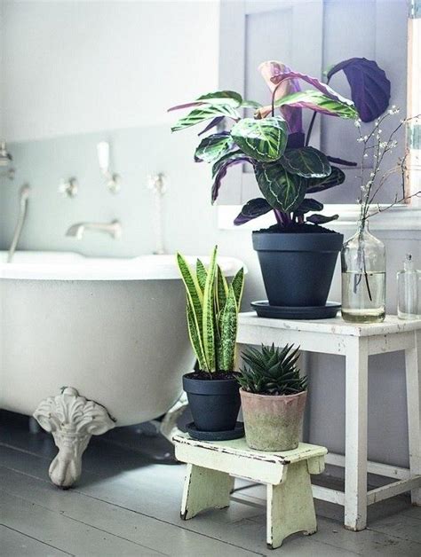 帶狀綠洲分布 浴室植物設計
